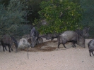 PICTURES/Javalina/t_Group With Babies4.JPG